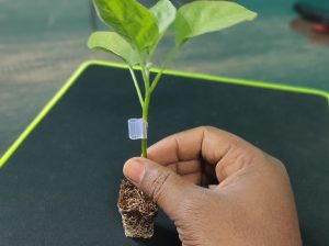 grated brinjal plant 500pcs, vnr 212 grafted brinjal plant