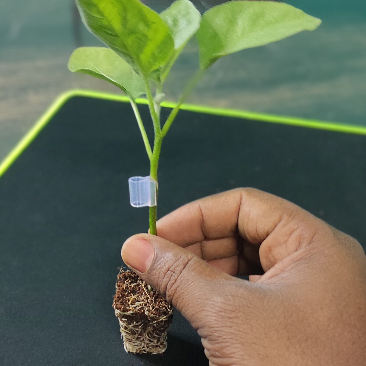 grated brinjal plant 500pcs, vnr 212 grafted brinjal plant grated brinjal plant 500pcs, vnr 212 grafted brinjal plant
