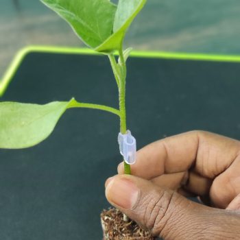 VNR 212 Grafted Brinjal Plants - 500 pieces pack