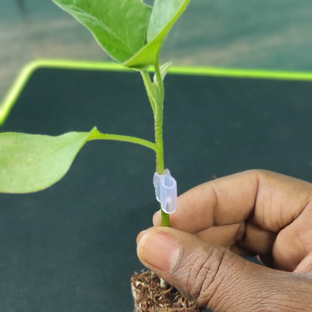 grated brinjal plant 500pcs, vnr 212 grafted brinjal plant VNR 212 Grafted Brinjal Plants - 500 pieces pack
