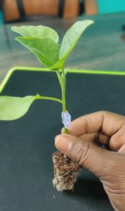 pulses from organic farm