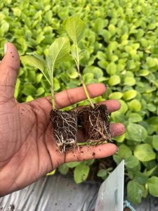 grated brinjal plant 500pcs, vnr 212 grafted brinjal plant