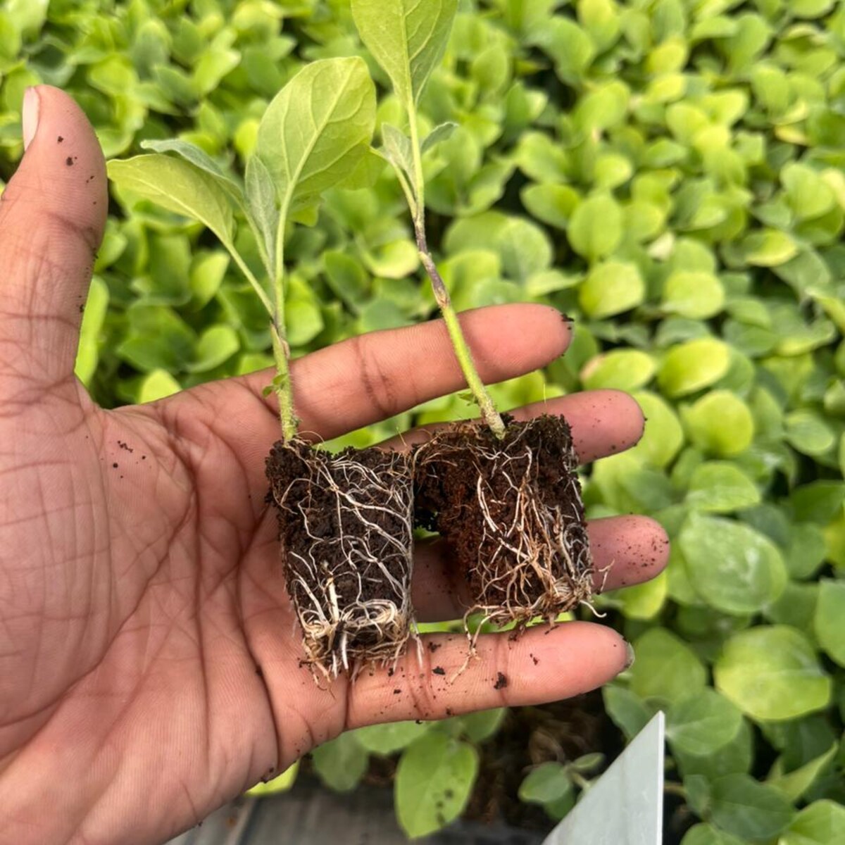 grated brinjal plant 500pcs, vnr 212 grafted brinjal plant grated brinjal plant 500pcs, vnr 212 grafted brinjal plant