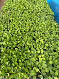 grated brinjal plant 500pcs, vnr 212 grafted brinjal plant