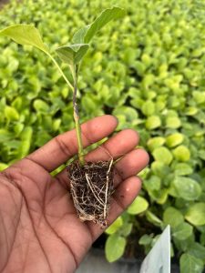 Grated Brinjal Plant 500Pcs, VNR 212 Grafted Brinjal Plant grated brinjal plant 500pcs, vnr 212 grafted brinjal plant