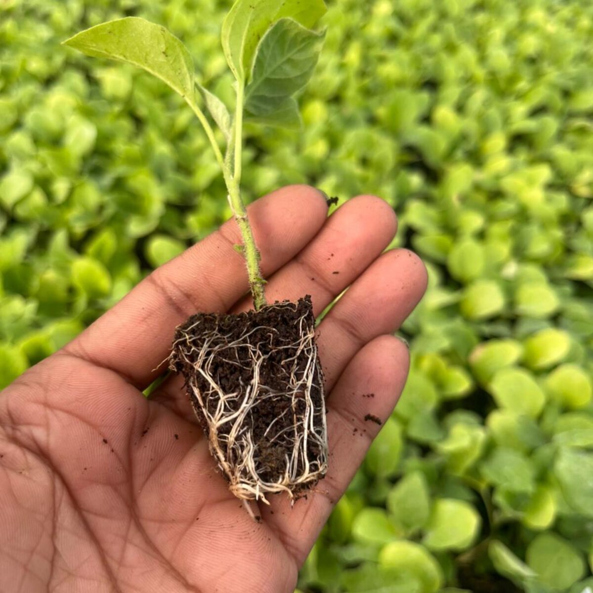 grated brinjal plant 500pcs, vnr 212 grafted brinjal plant grated brinjal plant 500pcs, vnr 212 grafted brinjal plant