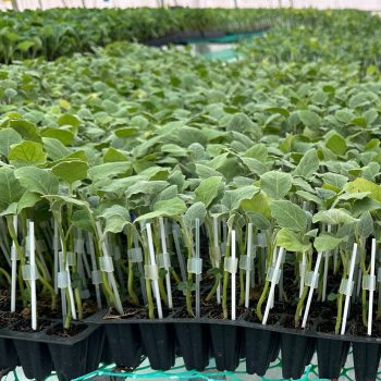 Home grafted brinjal plant – box of 500 (free delivery)