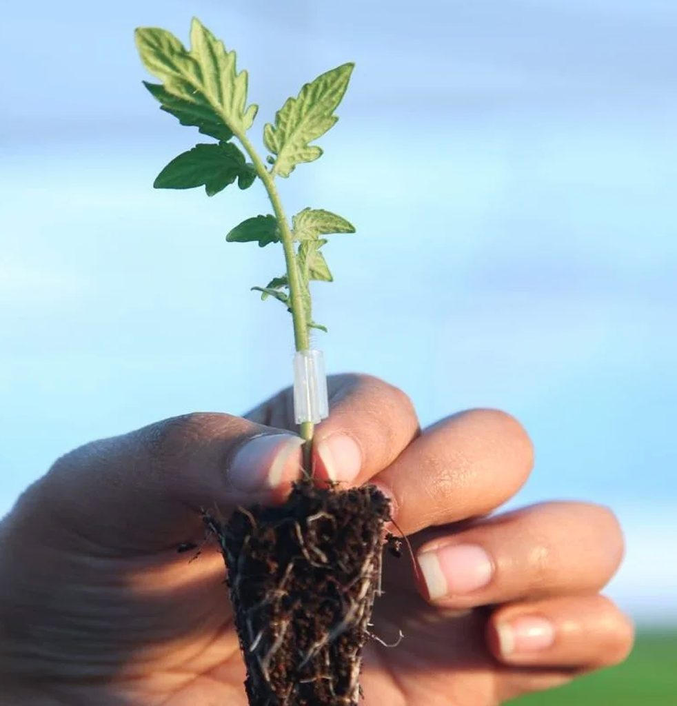 Grafted Tomato t1