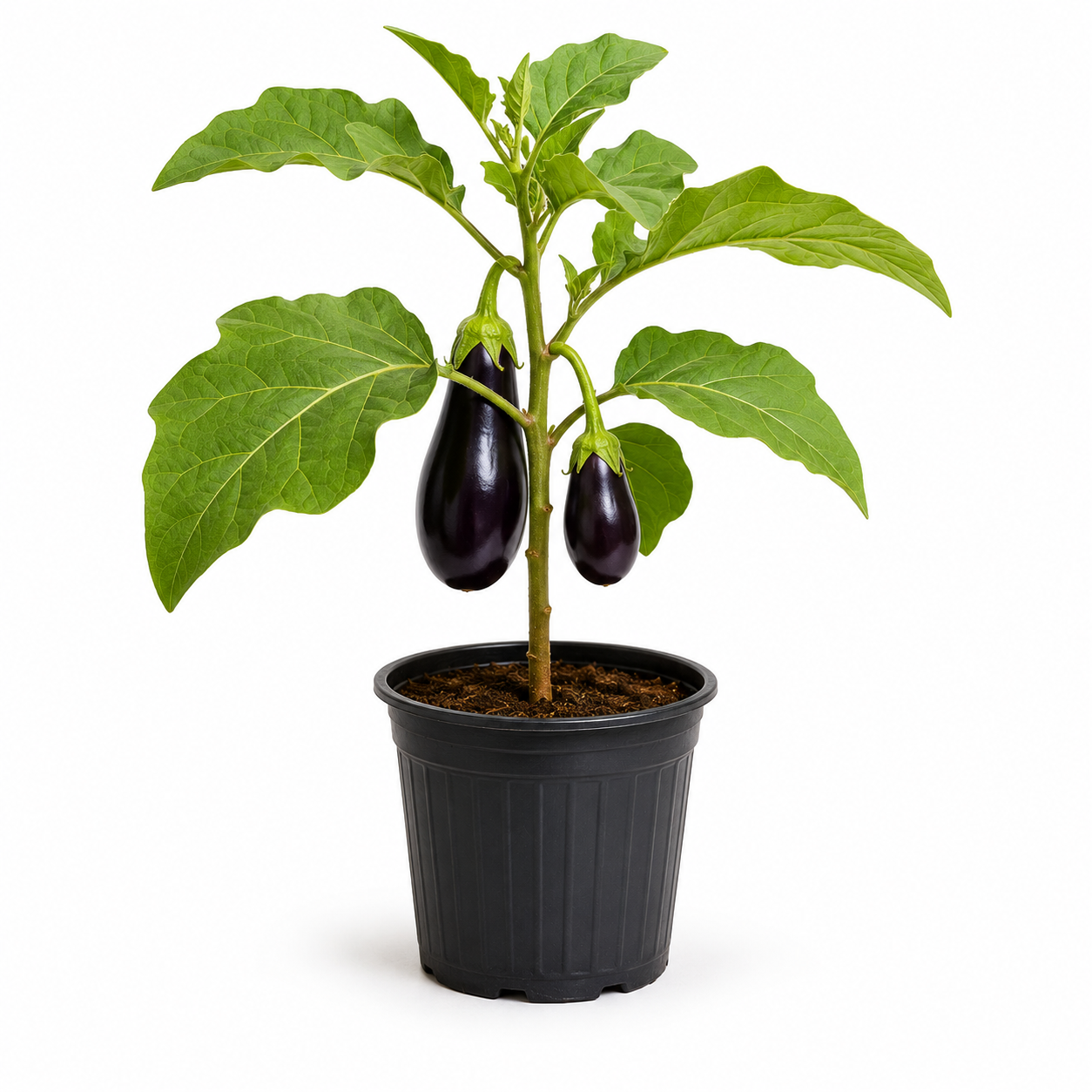 Home Plants & Saplings